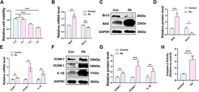 miR-133a-3p/TRPM4 axis improves palmitic acid induced vascular endothelial injury